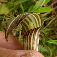 Arisaema leschenaultii Blume